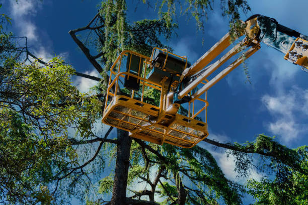 Best Arborist Consultation Services  in Brook Park, OH